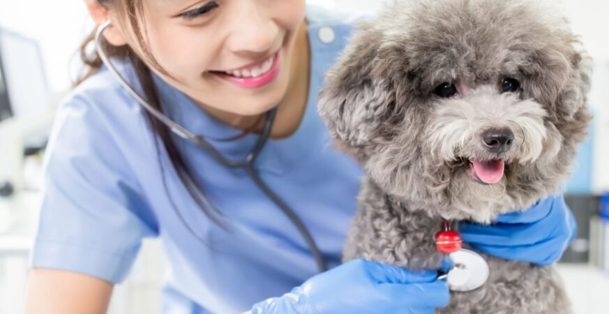 O Segredo dos Carrinhos Cheios: Mapeamento Histórico e Econômico do Mercado Pet que Dominou o E-commerce
